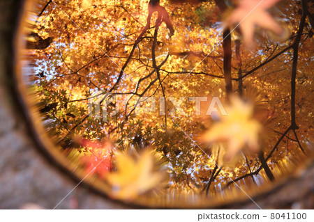 The vividly colored autumnal leaves reflected in hand bowl The vividly colored autumnal leaves reflected in hand bowl 8041100
