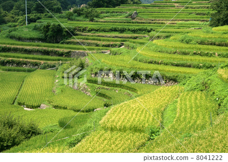 Nakayama Senjita 8041222