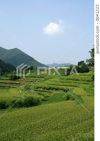 Nakayama Senjita 8041223