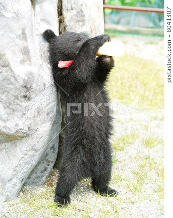 Asian black bears 8041307