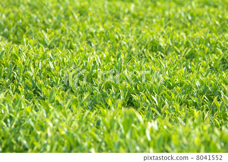 Up of tea plantation 8041552