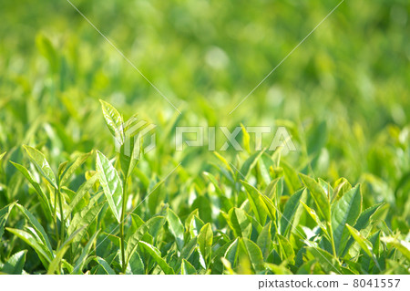 茶園 茶園 8041557