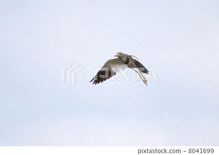 凱利 凱利 8041699