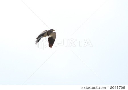 凱利 凱利 8041706