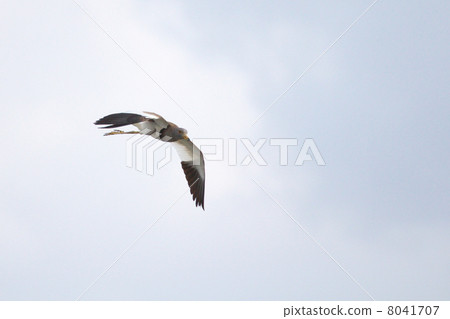 凱利 凱利 8041707