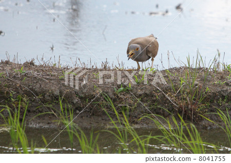 Keli在稻田裡吠叫 Keli在稻田裡吠叫 8041755