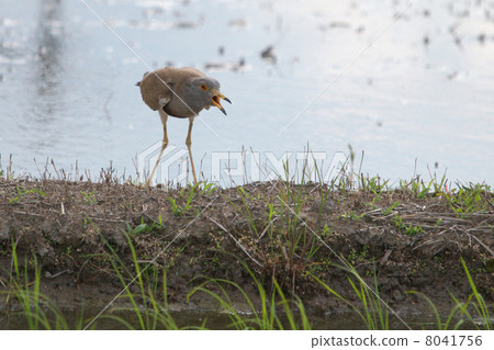 Keli在稻田裡吠叫 Keli在稻田裡吠叫 8041756