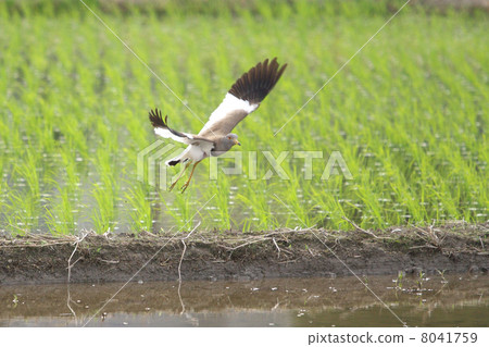 科力跳出稻田 科力跳出稻田 8041759
