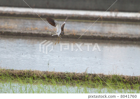 科力跳出稻田 科力跳出稻田 8041760