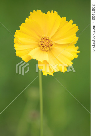 Vividly blooming Kibanakosmos Vividly blooming Kibanakosmos 8041808