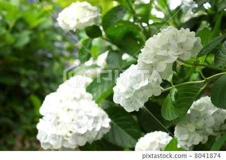 Vividly blooming white hydrangea 8041874