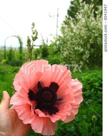 Oriental poppy bigger than hand 8041947