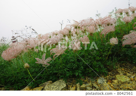 Tingleung在天然氣 8042561