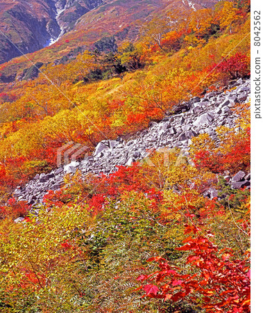 小池神道秋葉 小池神道秋葉 8042562