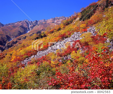 小池神道秋葉 小池神道秋葉 8042563