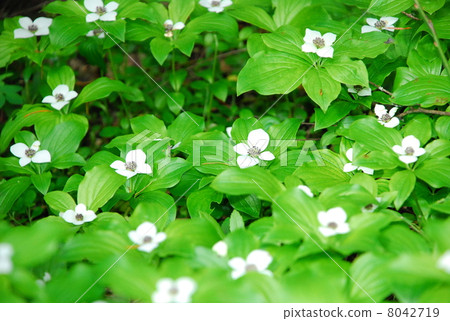 A group of Gossen tachibana 8042719