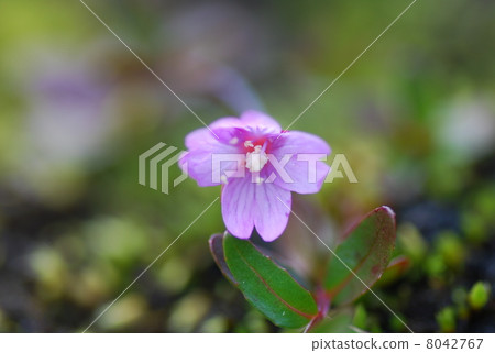 Pink flowers Pink flowers 8042767