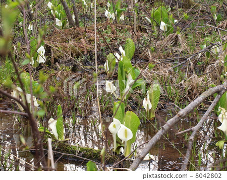 Spring water basho 8042802