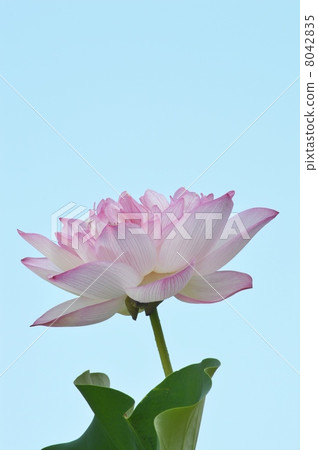 Lotus flower 8042835