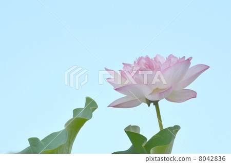 Lotus flower Lotus flower 8042836