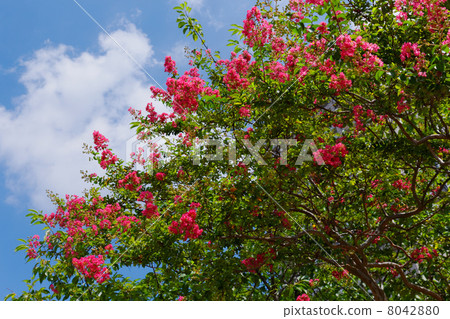 Brilliant pink colored flower of Odaiba Beach Park and blue sky Brilliant pink colored flower of Odaiba Beach Park and blue sky 8042880