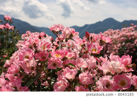 Sakaki Chikumagawa Rose Park 8043185