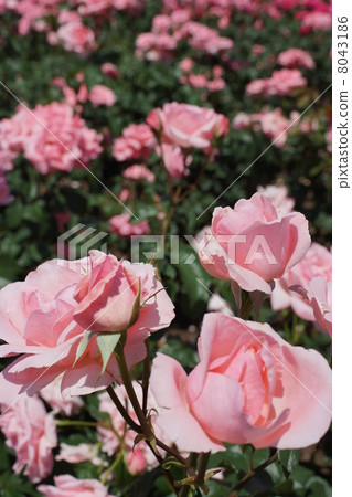 Sakaki Chikumagawa Rose Park 8043186