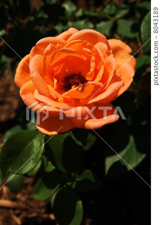 Sakaki Chikumagawa Rose Park Sakaki Chikumagawa Rose Park 8043189
