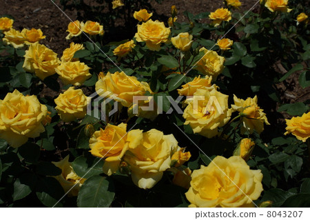 Sakaki Chikumagawa Rose Park 8043207