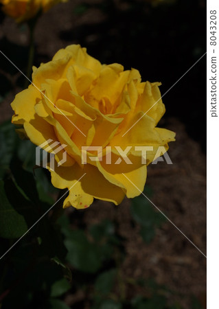 Sakaki Chikumagawa Rose Park Sakaki Chikumagawa Rose Park 8043208