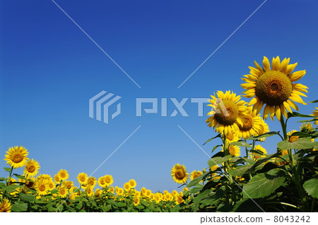 August Flower Sunflower · Asteraceae 129 August Flower Sunflower · Asteraceae 129 8043242