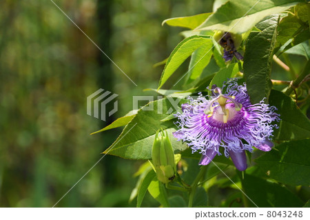 八月花tokei和Tokushiro 24 8043248