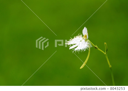 八月花和蘭花系80 八月花和蘭花系80 8043253