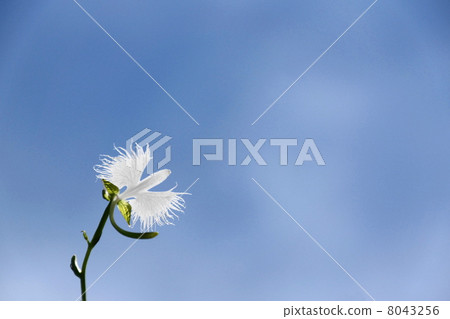 August Flower Sagisou · Orchid family 77 8043256