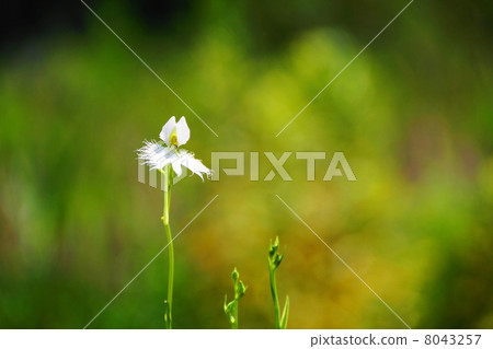 八月花卉系76 八月花卉系76 8043257