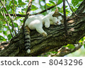 Tree climbing cat Tree climbing cat 8043296