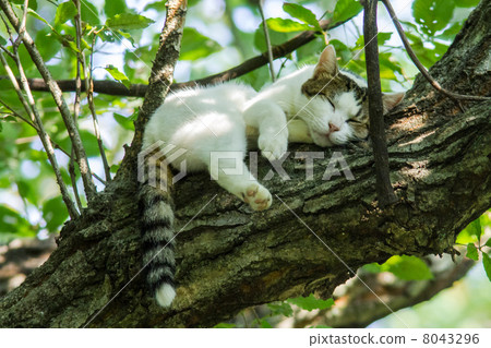 Tree climbing cat Tree climbing cat 8043296