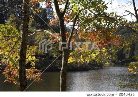 Autumn, yellow leaves Autumn, yellow leaves 8043425