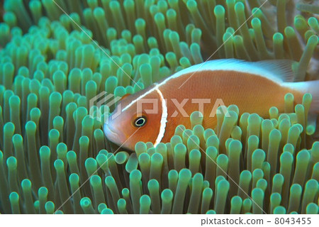 Anemone fish 8043455