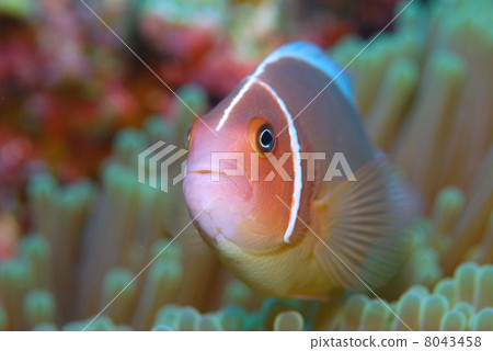 Anemone fish Anemone fish 8043458