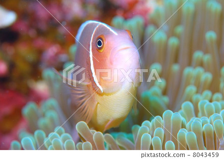 Hanabira Anemone fish Hanabira Anemone fish 8043459