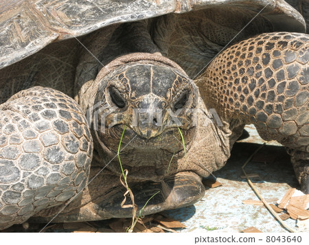 Giant tortoise 8043640