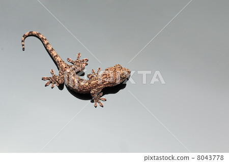 Gecko 8043778
