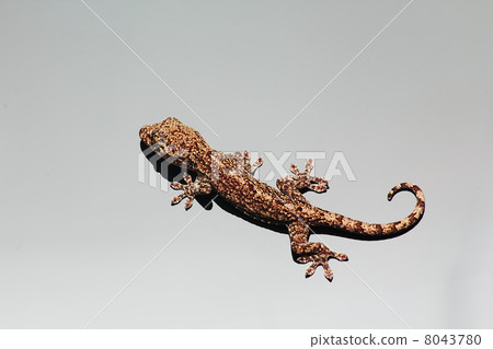 Gecko 8043780
