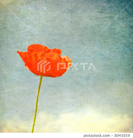 Vintage image of poppy Vintage image of poppy 8043859