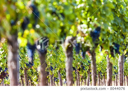 Red grapes in sunlight 8044076