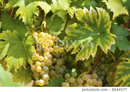 White grapes in sunlight 8044077