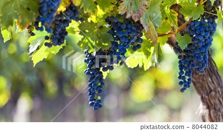 Red grapes in sunlight 8044082