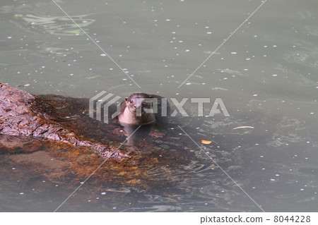 Oriental Small-Clawed Otter 8044228