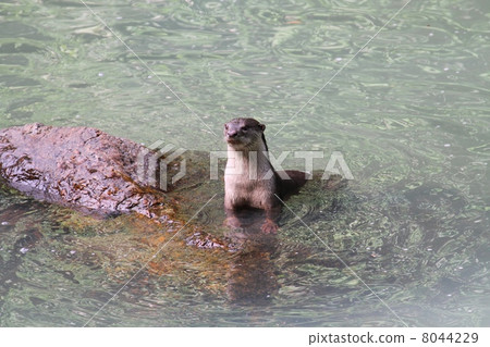 Oriental Small-Clawed Otter 8044229